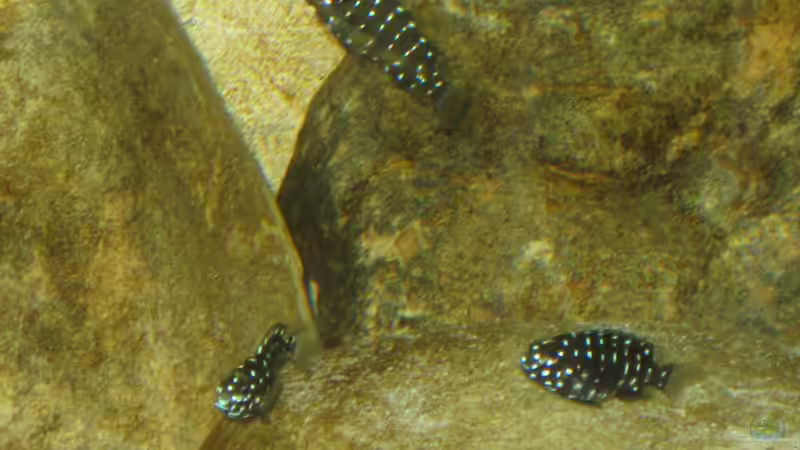 Klein aber doch recht neugierig bereits von Maclya (16)