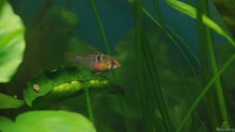 klein aber fein von Markus (8)