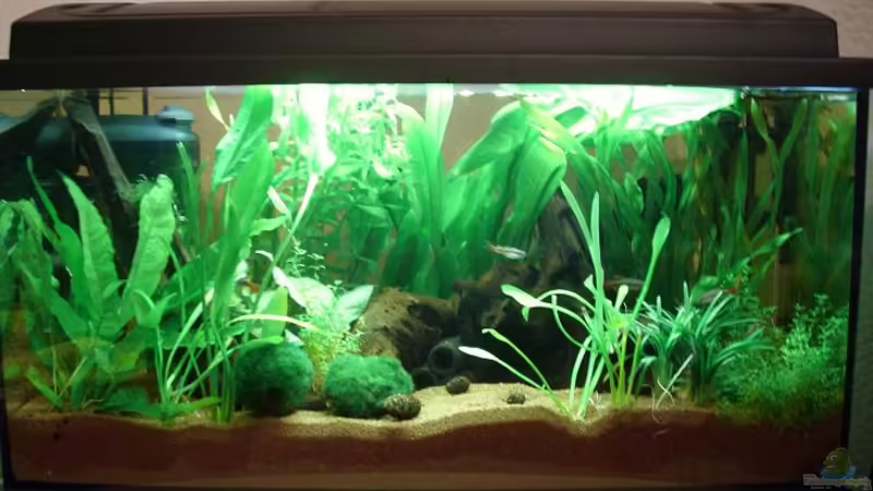 Klein aber fein von Patrick Adler (1)