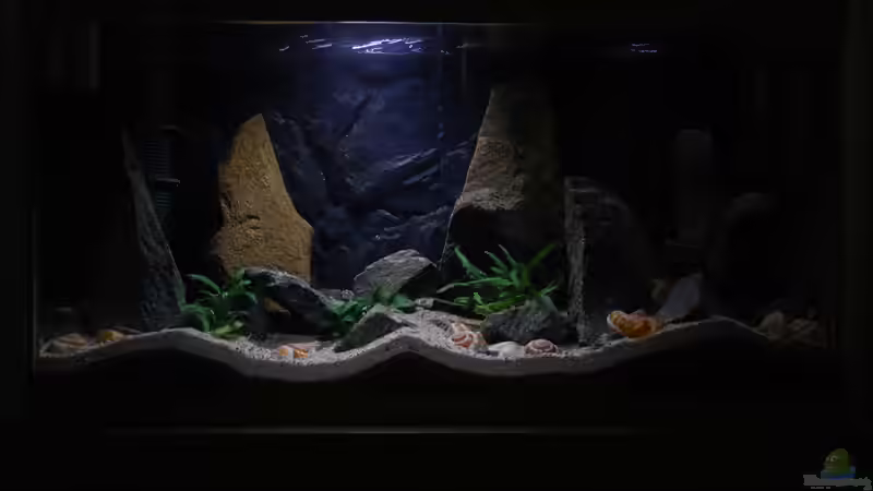 ´klein Afrika´ von junger Aquarianer (1)