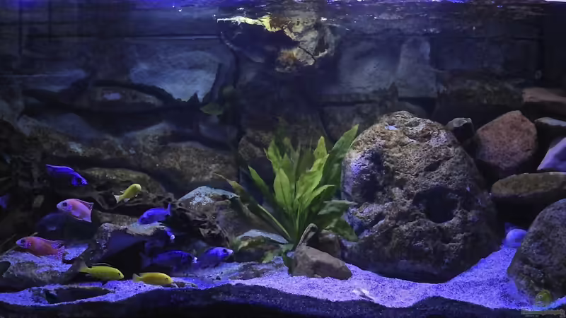 Klein Malawi in Berlin von Cruiser Bruno (1)