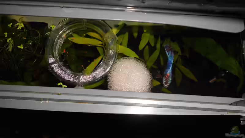 Klein Paul hat ein Schaumnest gebaut von odin 68 (45)