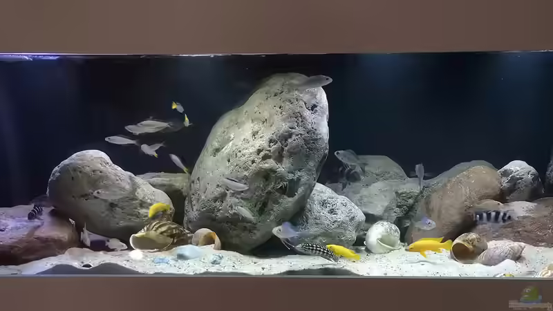 Klein-Tanganjika erster Aufbau von Cichliden-Kabuff (9)