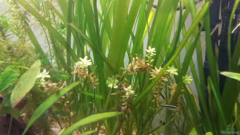 Kleinblättrige Rotala - Rotala indica von Dreadnought (16)