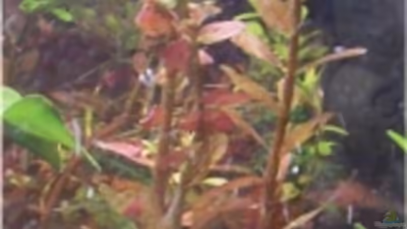 Kleinblättrige Rotala  von Kerstin Zänker (5)