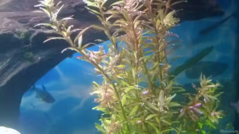 Kleinblättrige Rotala von Mc.Maurer (13)