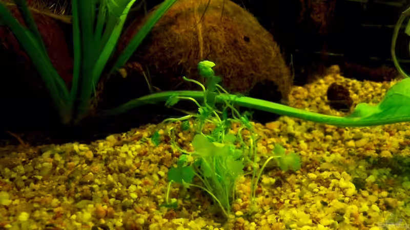 Kleinblättriger Wassernabel / Hydrocotyle sibthorpioides - maritima von Babsi Aud (17)