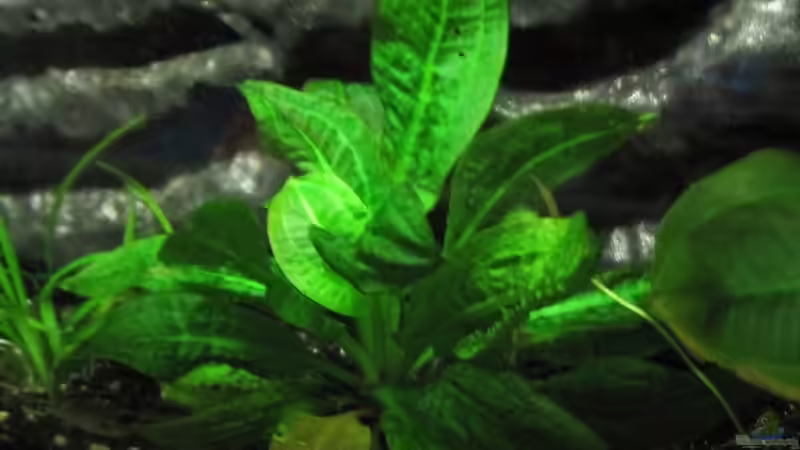 Kleinbleibende Echinodorus-Art von cammarus (3)