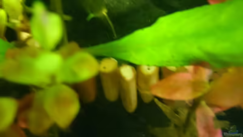 Kleine, bepflanzte Terrasse im Hintergrund von Jahira (15)