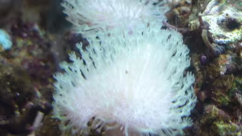 kleine Ableger der Pilzlederen von Jane Vogeler (17)