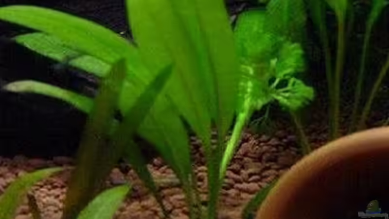 Kleine Amazonas Schwertpflanze von Claudio Zeitler (5)