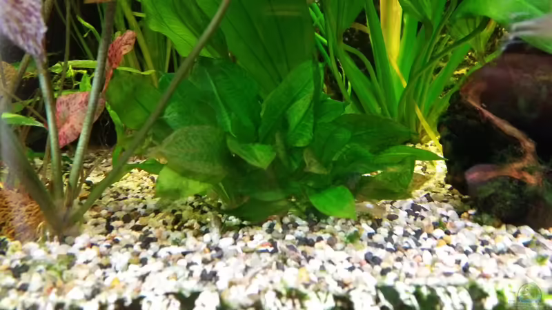 kleine Amazonas von Gigi (15)