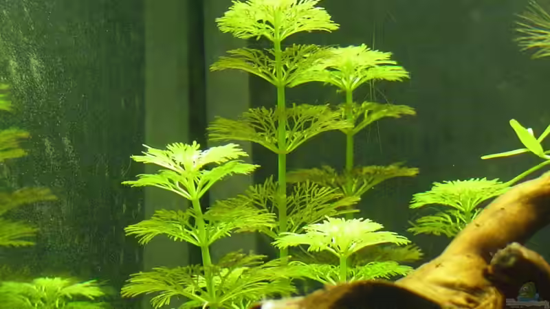 kleine Ampulia ( Limnophila sesiliflora ) von Sailfish (8)