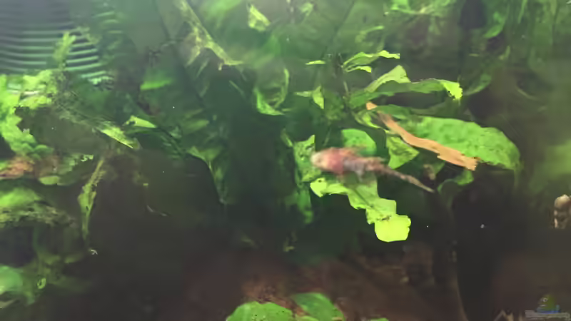 kleine Ancistrus sp. ???Rio Paraguay???  von Danny (7)