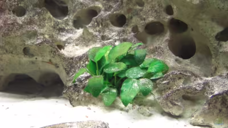 kleine Anubia 05.2007 von Stephan Ascher (14)