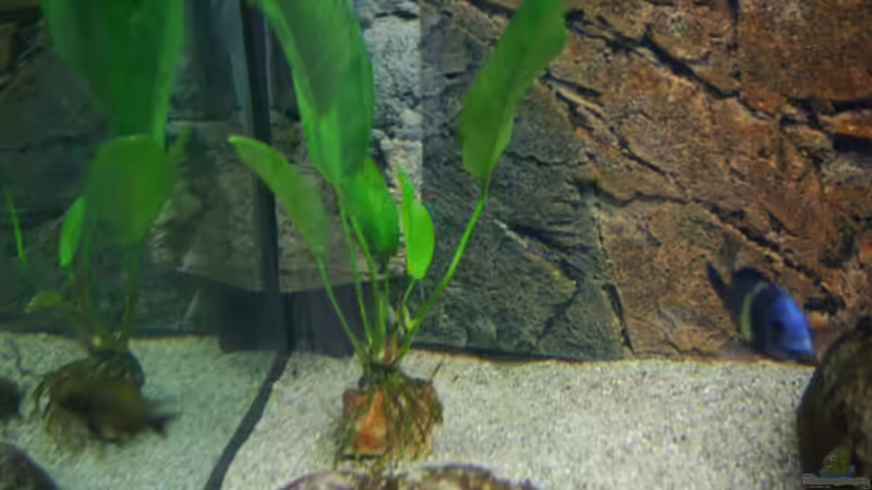 kleine Anubia von Jens Beier (5)