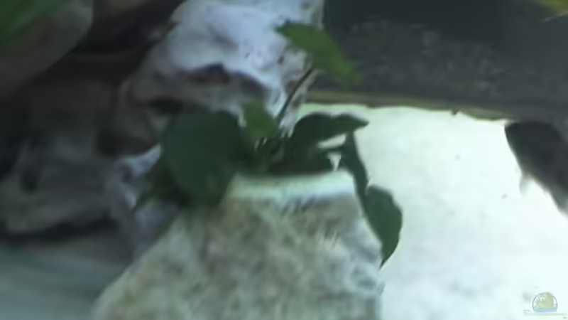 kleine Anubias nana von Heiko Rodegast (8)