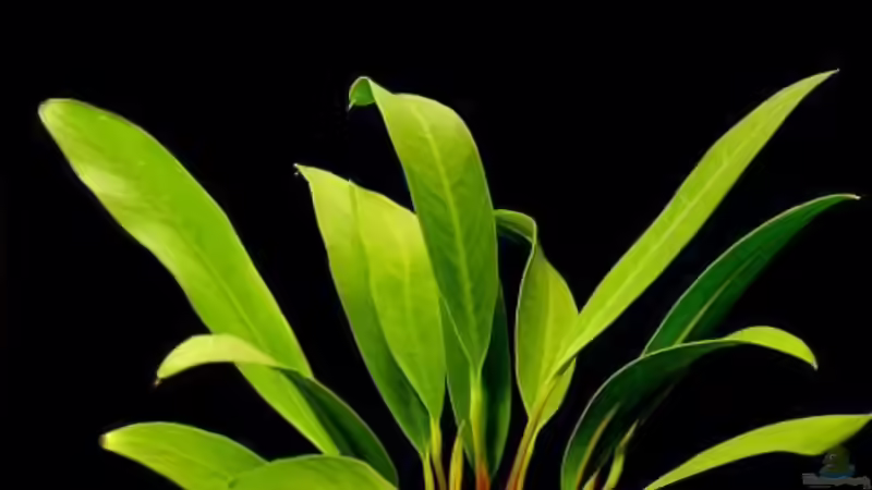 kleine Anubias von Christian Grünke (5)