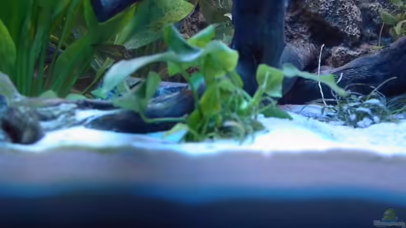 Kleine Anubias von Marc Strubel (10)