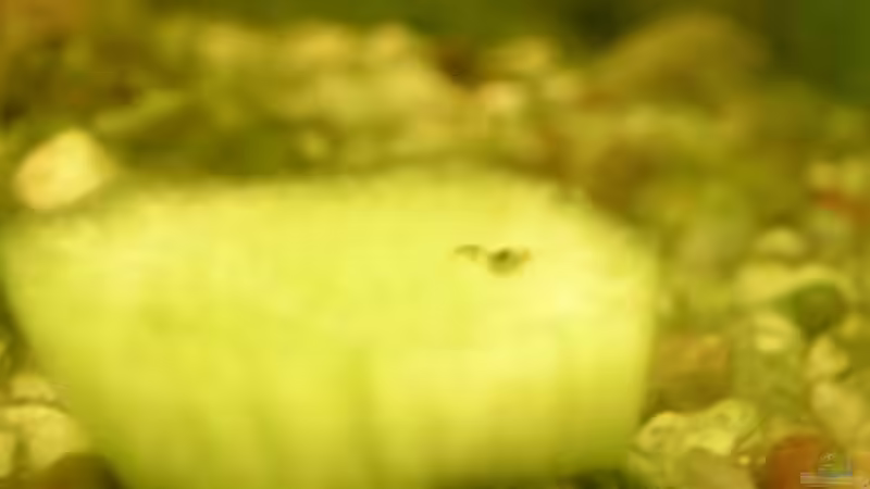 Kleine Biene auf Gurkenende von Der Analyst (20)