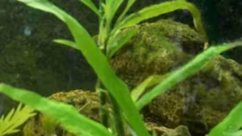 kleine Cryptocoryne von Monika Thiele (14)