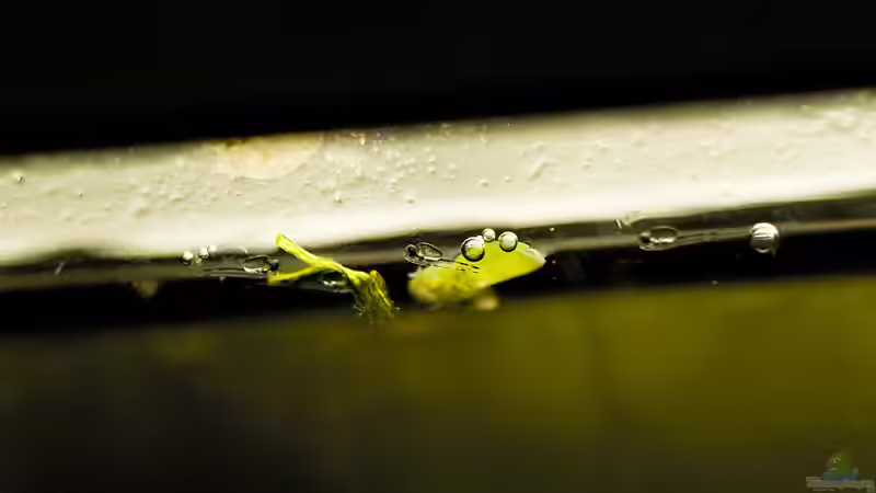 Kleine Ctenopomas von Stanislav Kislyuk (4)