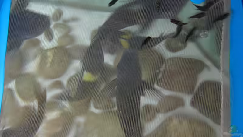 Kleine Dubis im Netzkasten von Maclya (14)