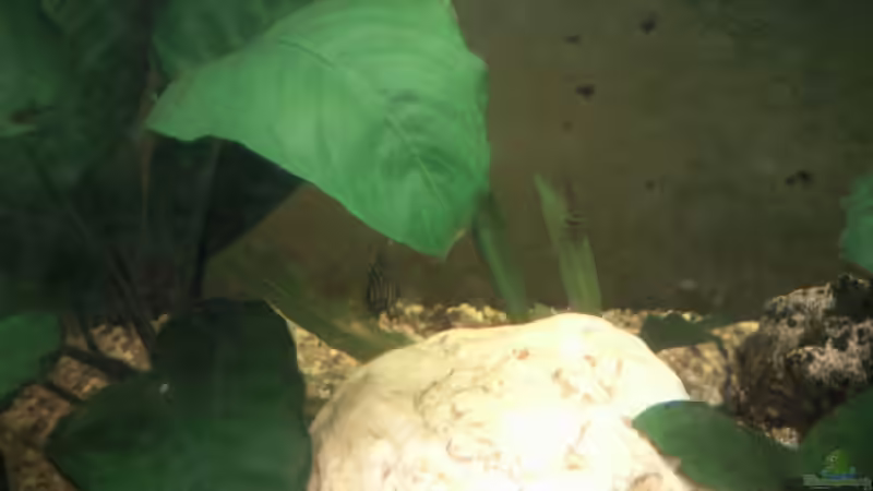 kleine Echinodorus Bleheri im hintergrund hinter Steinaufbau von mikael38 (10)