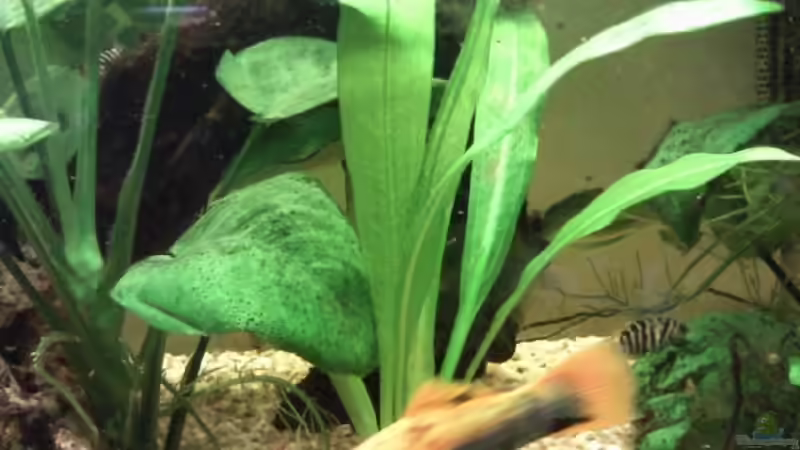 Kleine echinodorus Bleherie´ableger selbstgezogen´recte Seite Vordergrund von mikael38 (15)