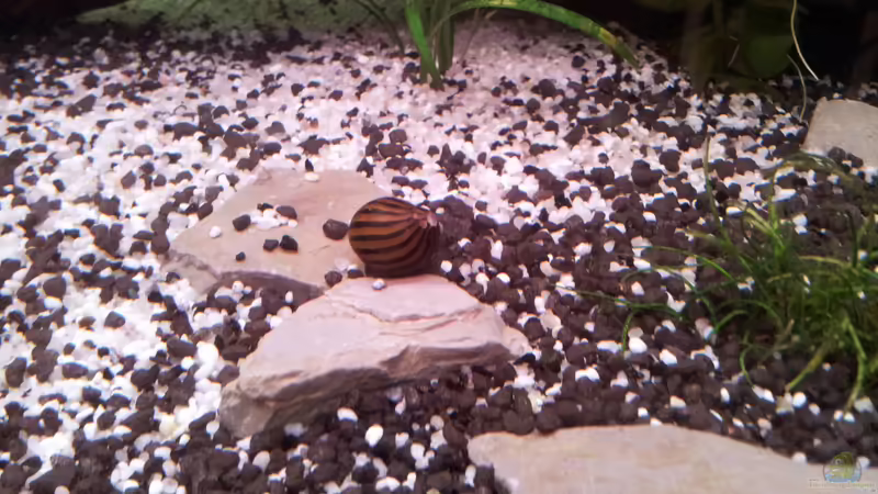 Kleine Findlinge von Krolig (8)