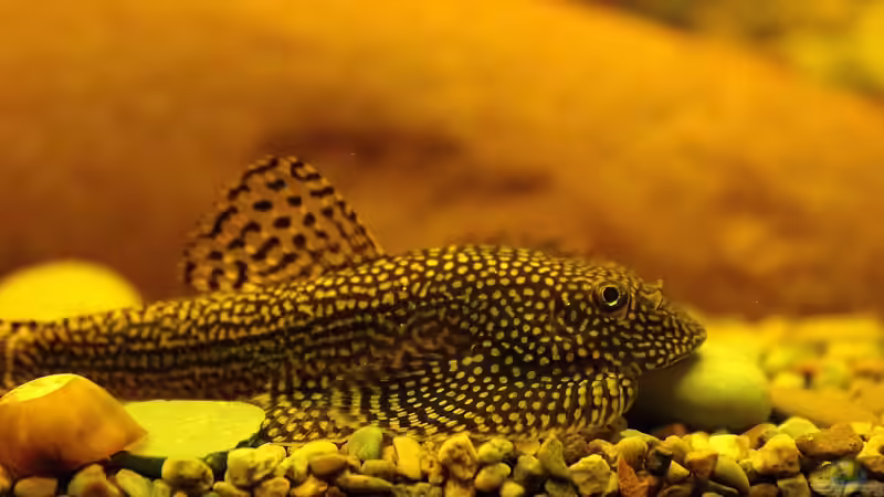 Kleine Flossen aus den Bergbächen Asiens,der Gepunktete Riesenflossensauger - Sewellia sp. spotted !