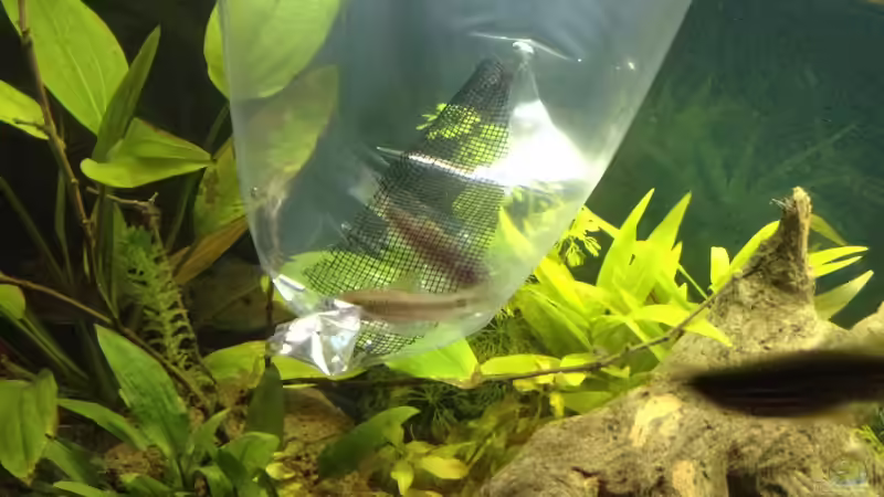 Aquarien mit Garra ceylonensis (Einrichtungsbeispiele für Ceylon Saugbarbe)