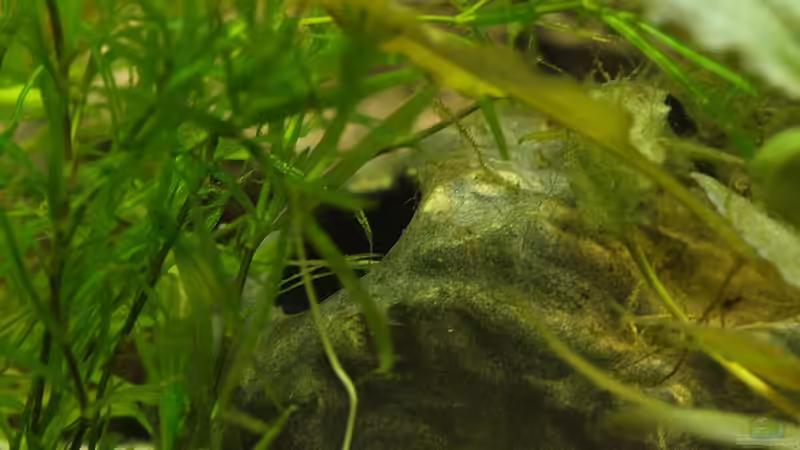 Kleine gekaufte Welshöhle von rapid (31)