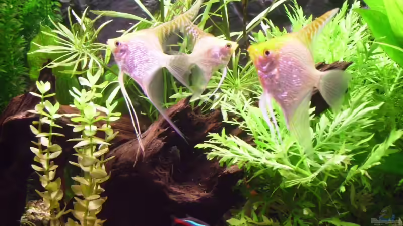 kleine Gruppe von Skalaren von Thomas Gornioczek (19)