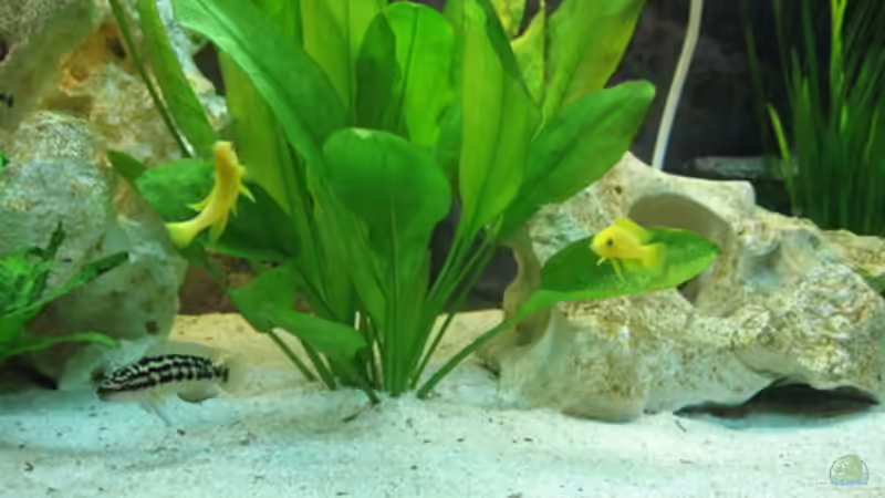 kleine Hilfe bitte! von Doris77 (2)