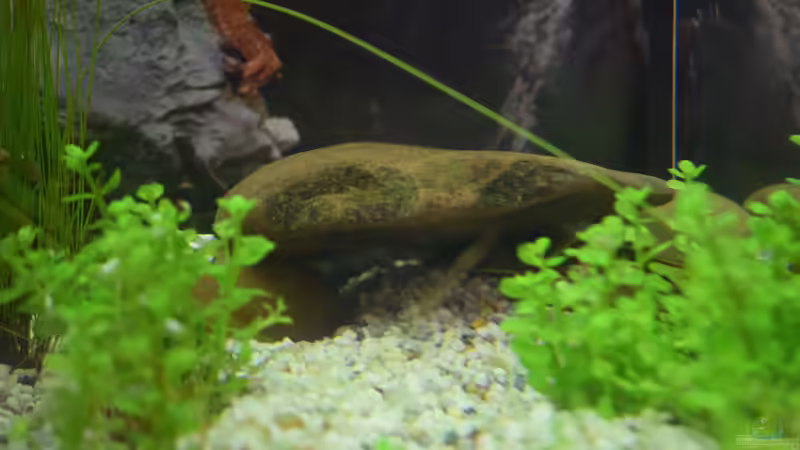 Kleine Höhle für die später einziehenden Garnelen. (Stand: 01.08.2019)  von David Schneider Aquaristik (18)