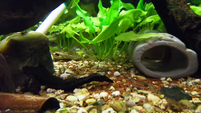 kleine junge garnelen red rusty von Ulrich Sauerhering (28)