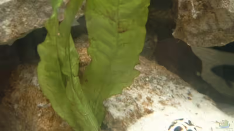 kleine Kegelschnecke von Jerome Homann (8)