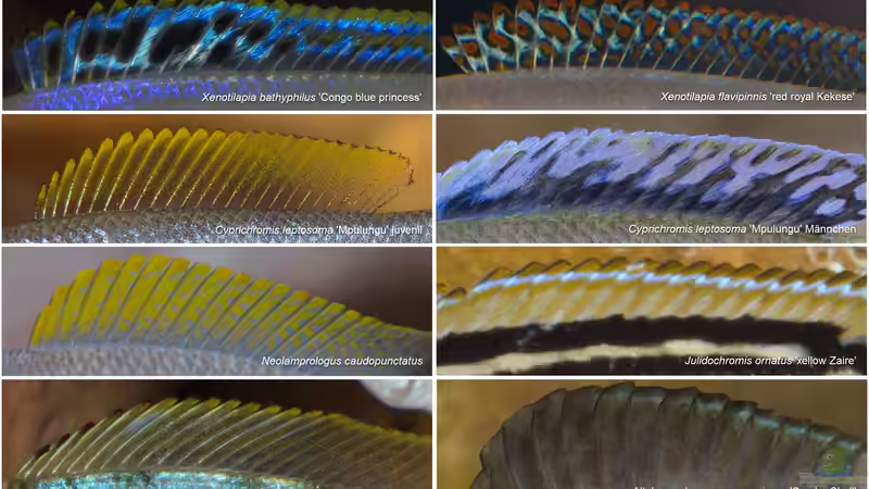 Kleine Kunstwerke, die Rückenflossen von ravaka (177)