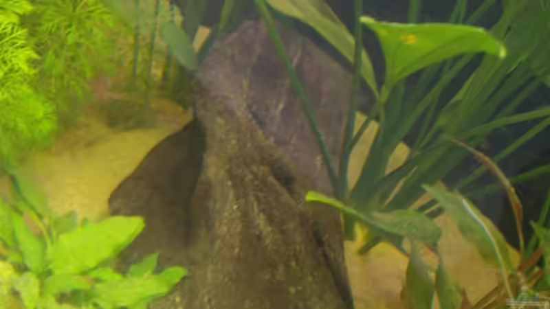 kleine Mangrovenwurzel am 25.05.2008 von Domi (20)