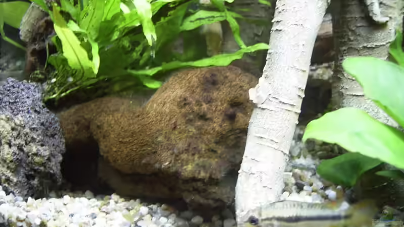 kleine Moorkienwurzel (mit aufgebundenem Java-Farn) von Bernd Milbrandt (9)