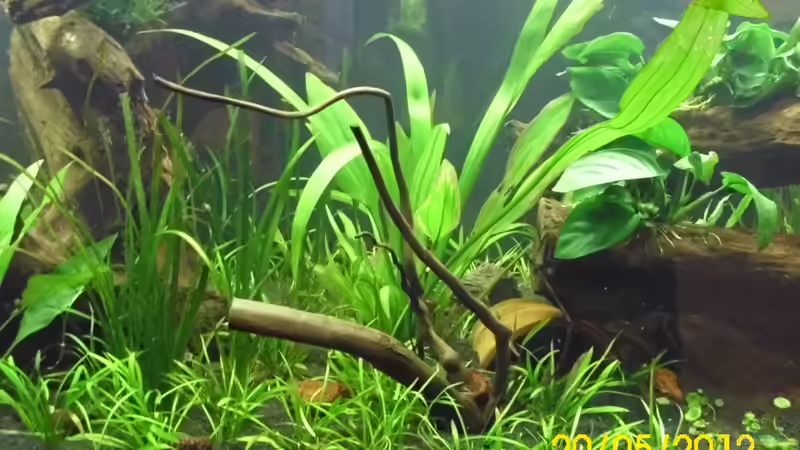 Kleine Moorkienwurzel von Günther Kröger (26)