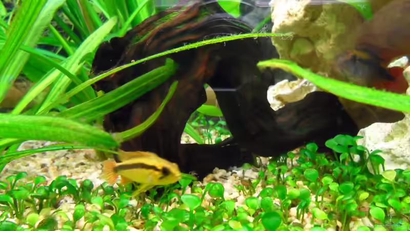 kleine Moorkienwurzel von Sabrina + Michi (8)