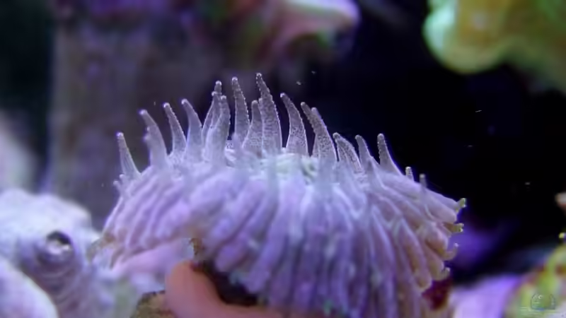 Kleine Nachwuchsfungia hat Hunger! von Denise83 (21)