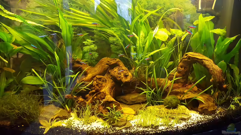 Kleine ??nderung. Neueelandgras. Ausleuchtung der 2 T8 Töhren von painless Tdb-music (2)