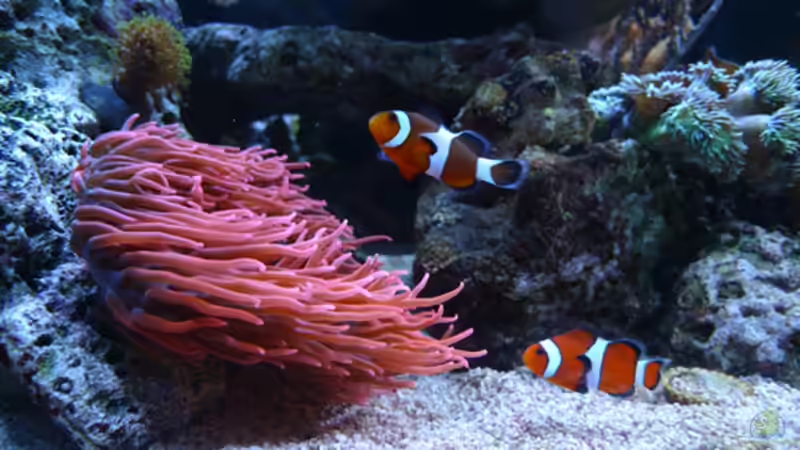 Aquarium einrichten