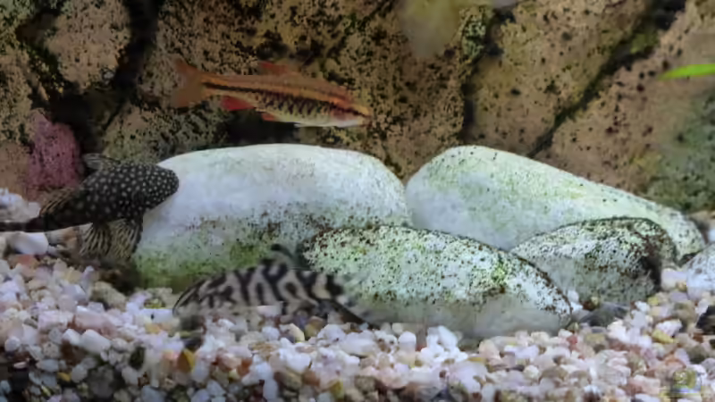 kleine Netzschmerle, Bitterlingsbarbe und Antennenwels (eigene Jungtiere) von Thomas Müller (66)