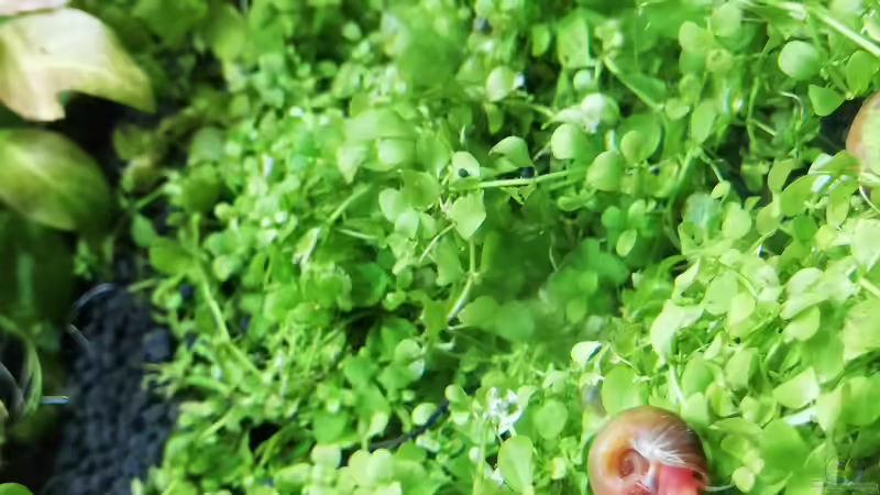 Kleine Posthornschnecke von Sarah_Schneider (3)