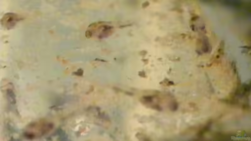 Kleine Racker mit großen Augen.... von Michael S. (11)