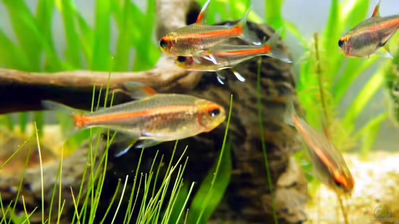 kleine Racker von Falk (27)